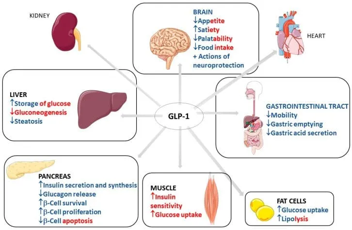 glp-1 agonists combined with bpc-157 research synergies side effects Ensuring Quality and Efficacy of GLP-1 Agonists: Analytical Challenges and  Solutions in Therapeutic Peptide Production