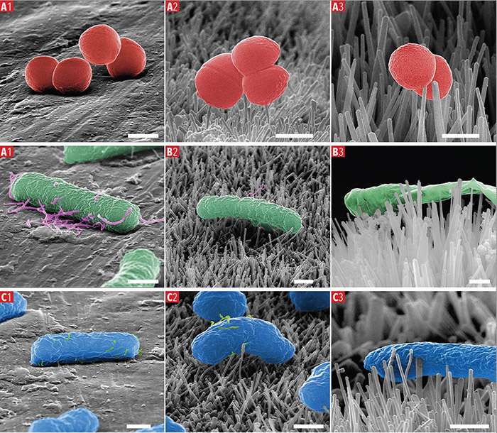 Microbial Analysis Grid