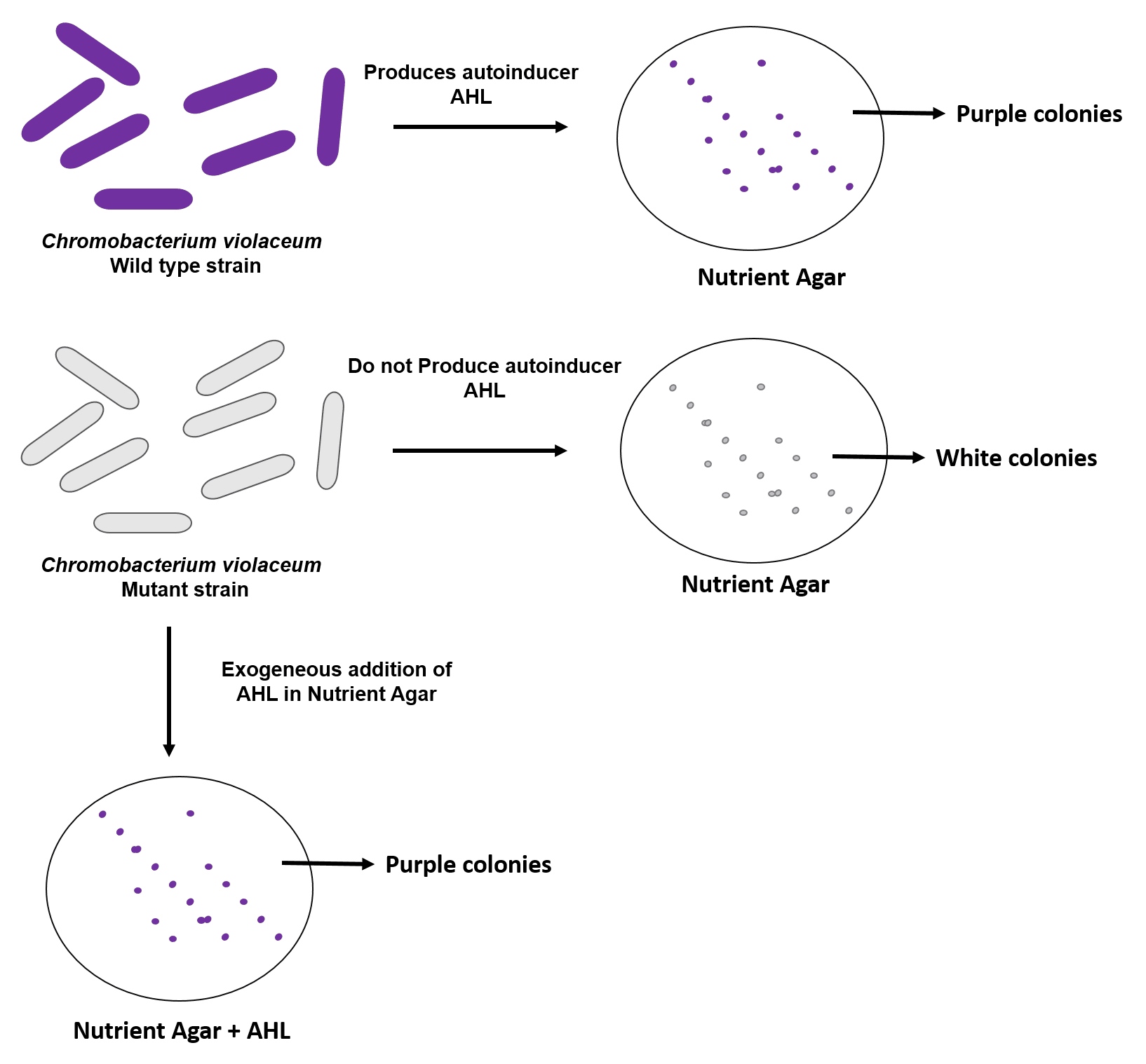 Quorum Sensing Diagram