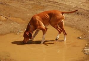 Puddle Pointer Pet Animal Water Hunting Dog