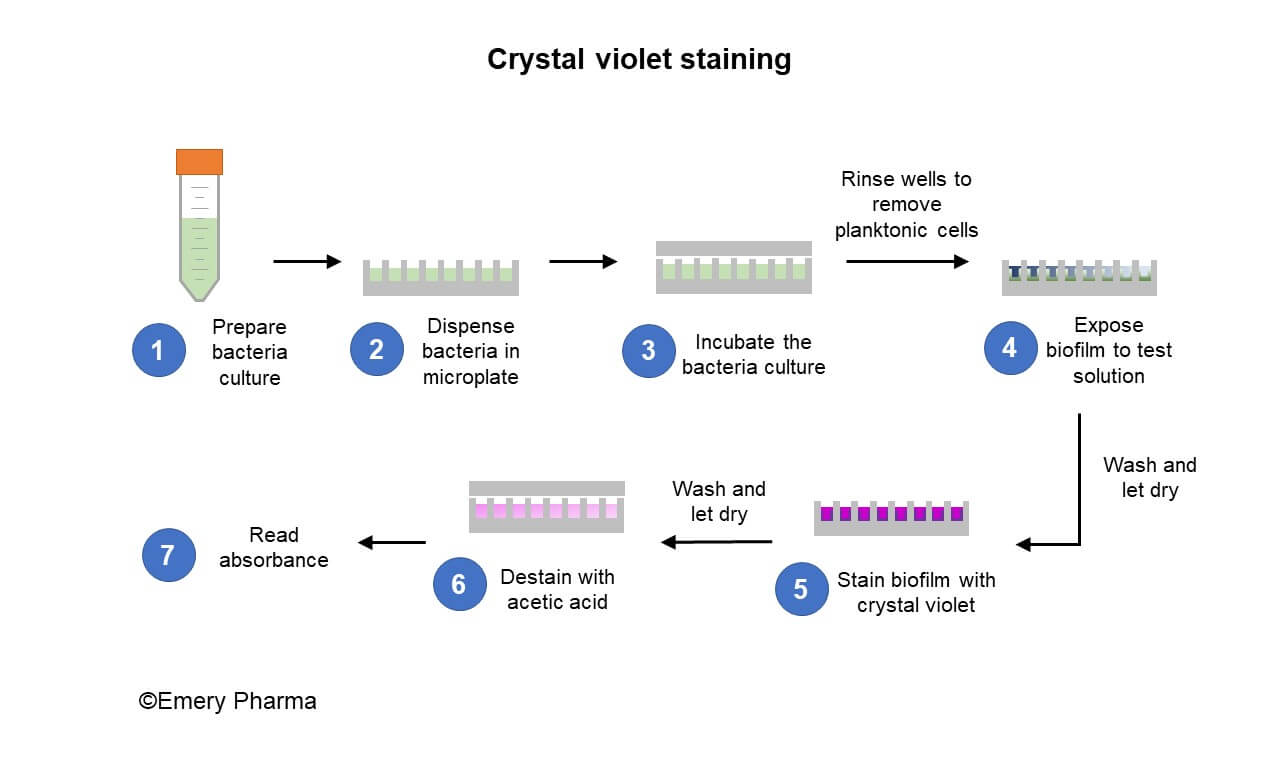 Crystal Violet Staining
