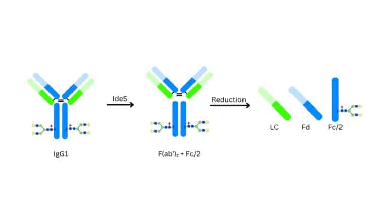 Characterization of Biologic Drugs: An Overview - Emery Pharma