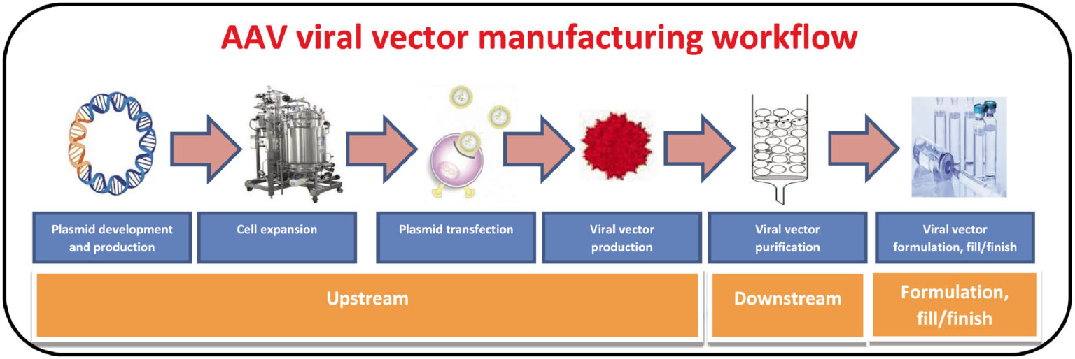 Current State of Gene Therapy Development and Key Process & Analytical ...